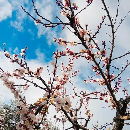 Daire Sea Side Serenity 4 Himarë